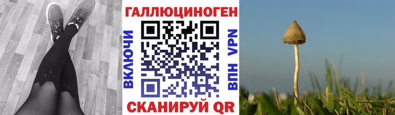 Галлюциногенные грибы Magic Shrooms  продажа наркотиков  Александровск-Сахалинский 